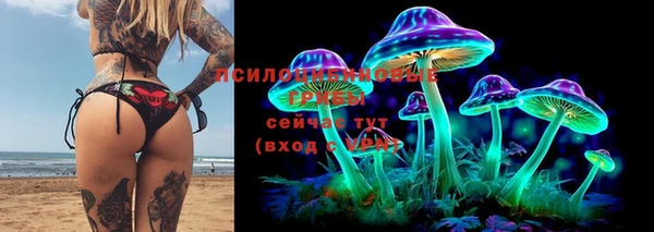 стаф Алзамай